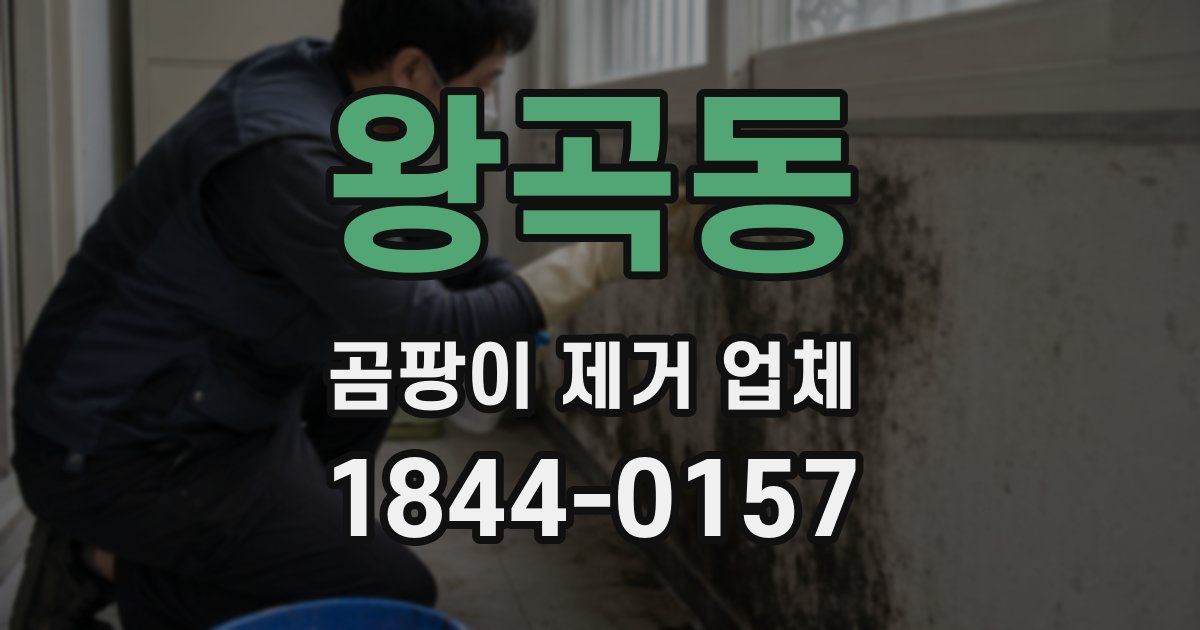 왕곡동 곰팡이 제거 업체