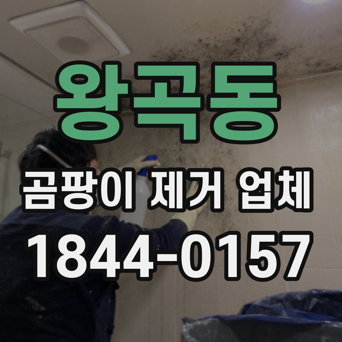 왕곡동 곰팡이 제거 업체