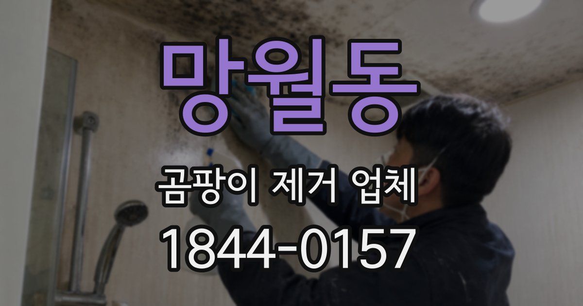 망월동 곰팡이 제거 업체