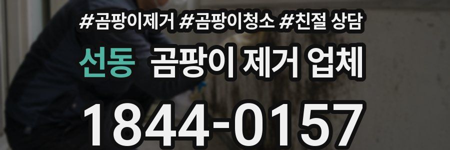 선동 곰팡이 제거 업체
