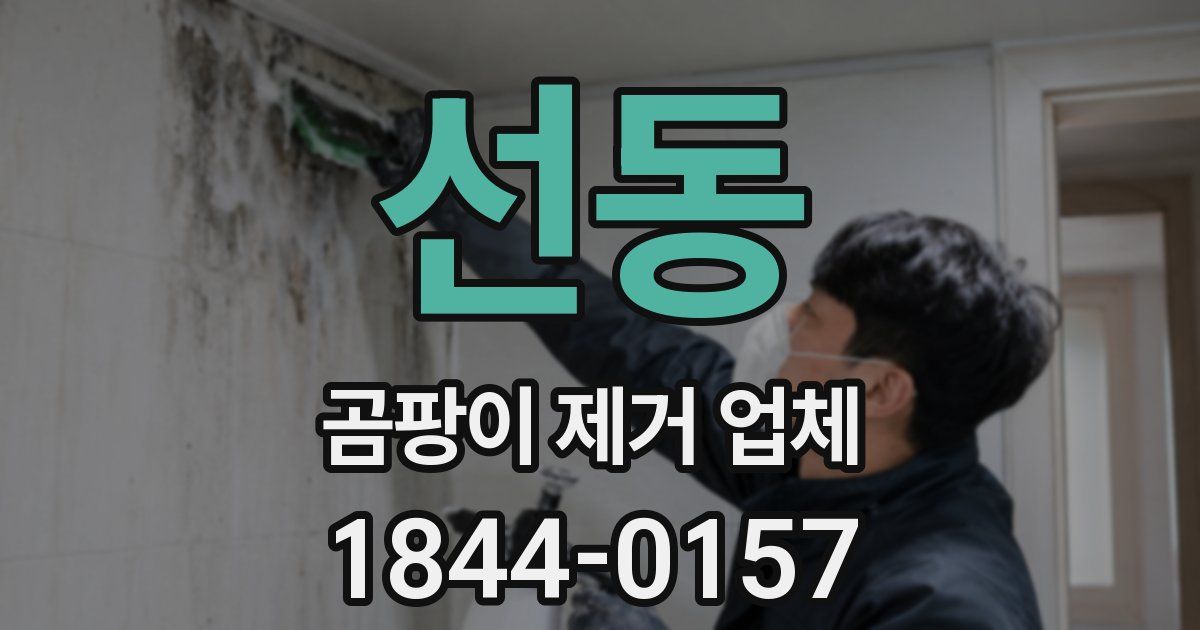 선동 곰팡이 제거 업체