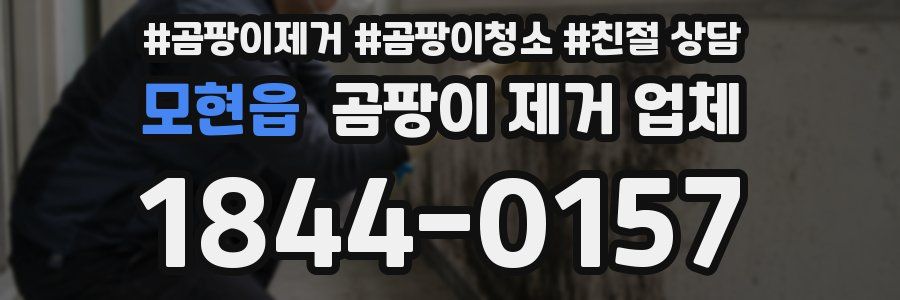 모현읍 곰팡이 제거 업체