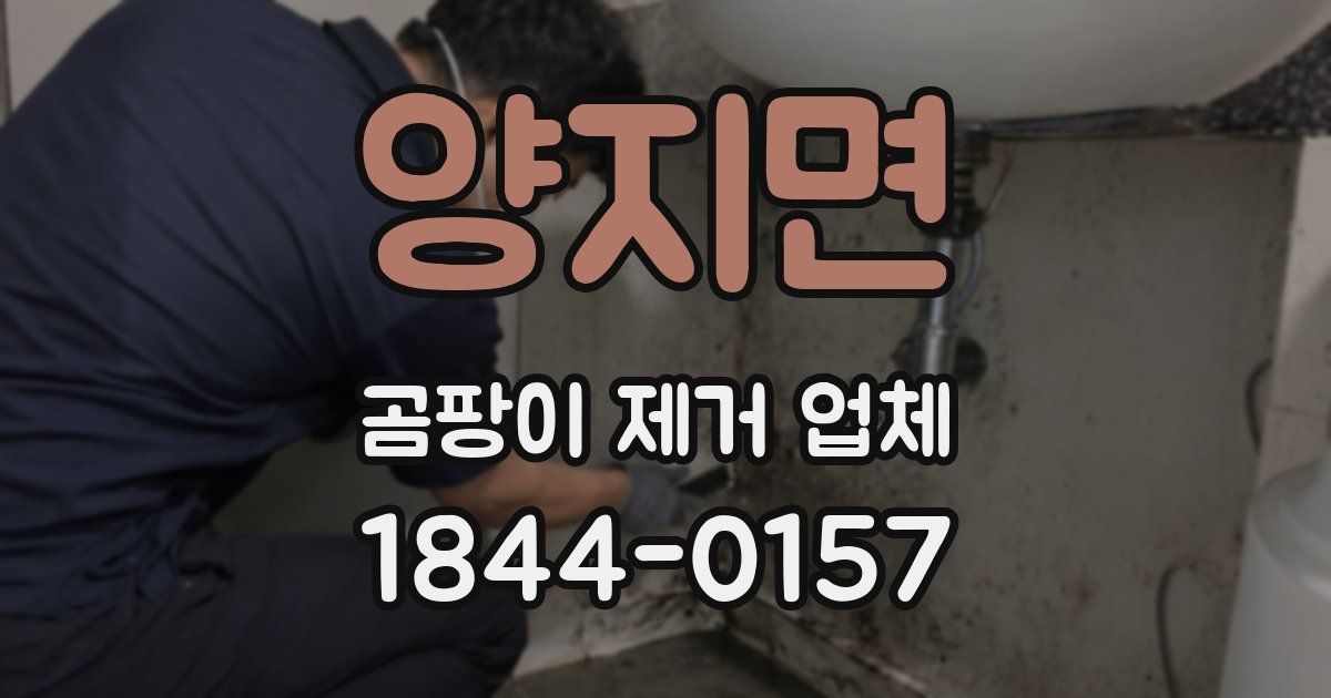 양지면 곰팡이 제거 업체