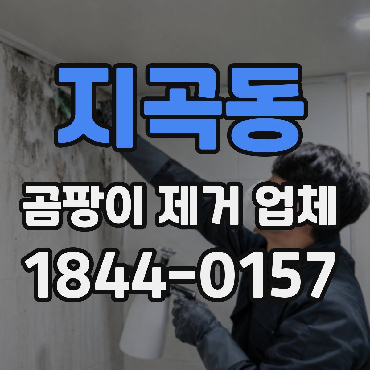 지곡동 곰팡이 제거 업체