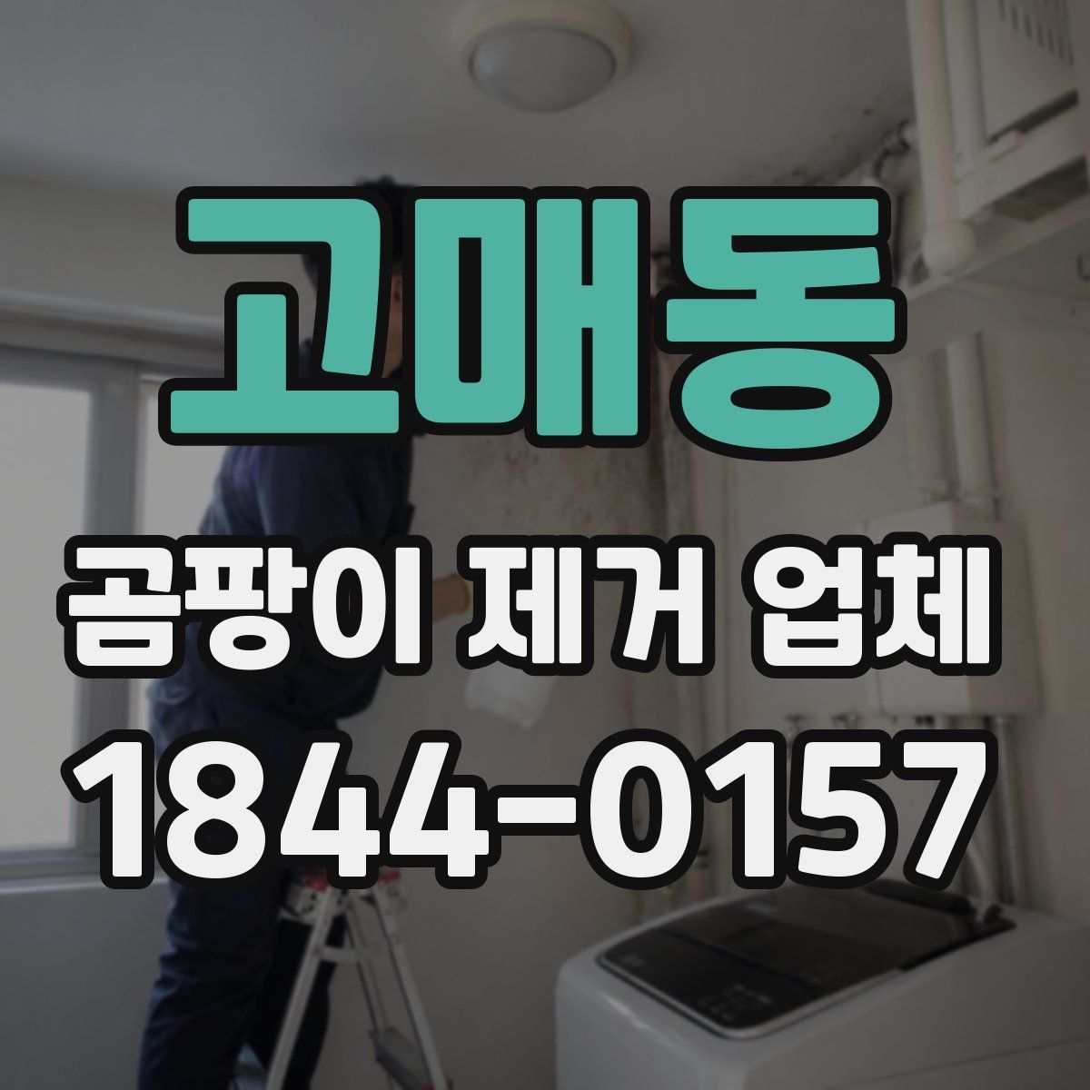 고매동 곰팡이 제거 업체