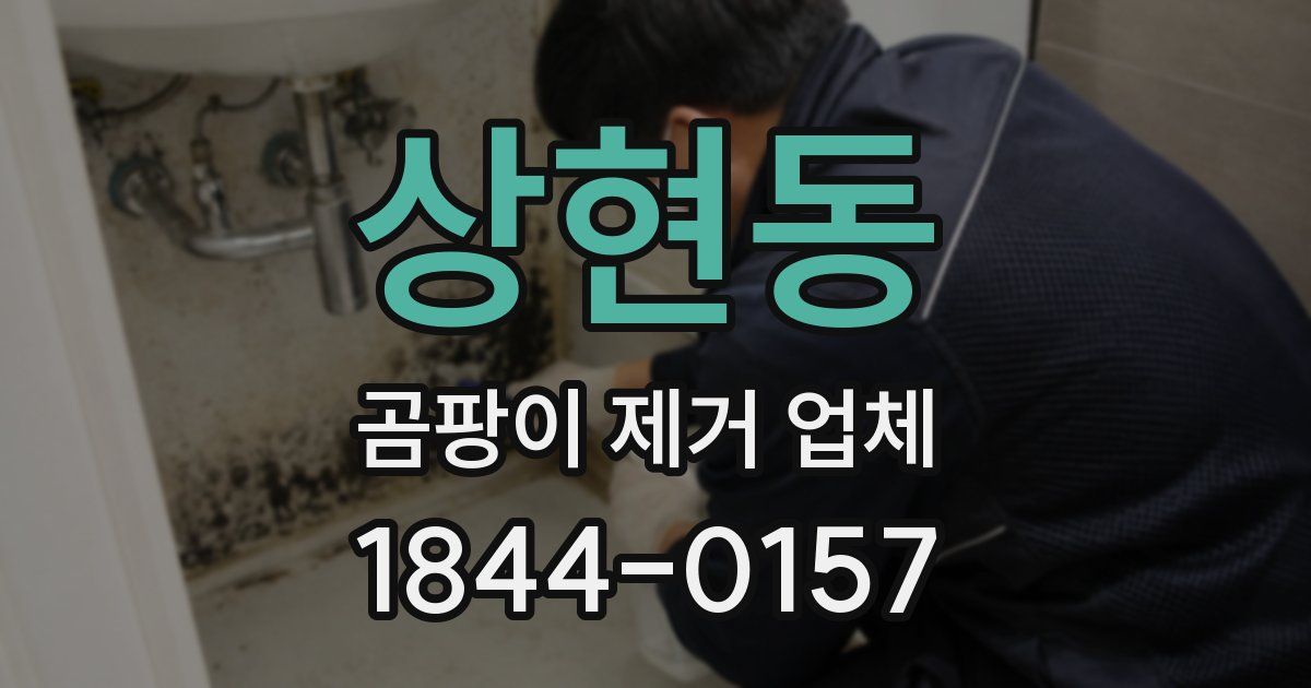 상현동 곰팡이 제거 업체