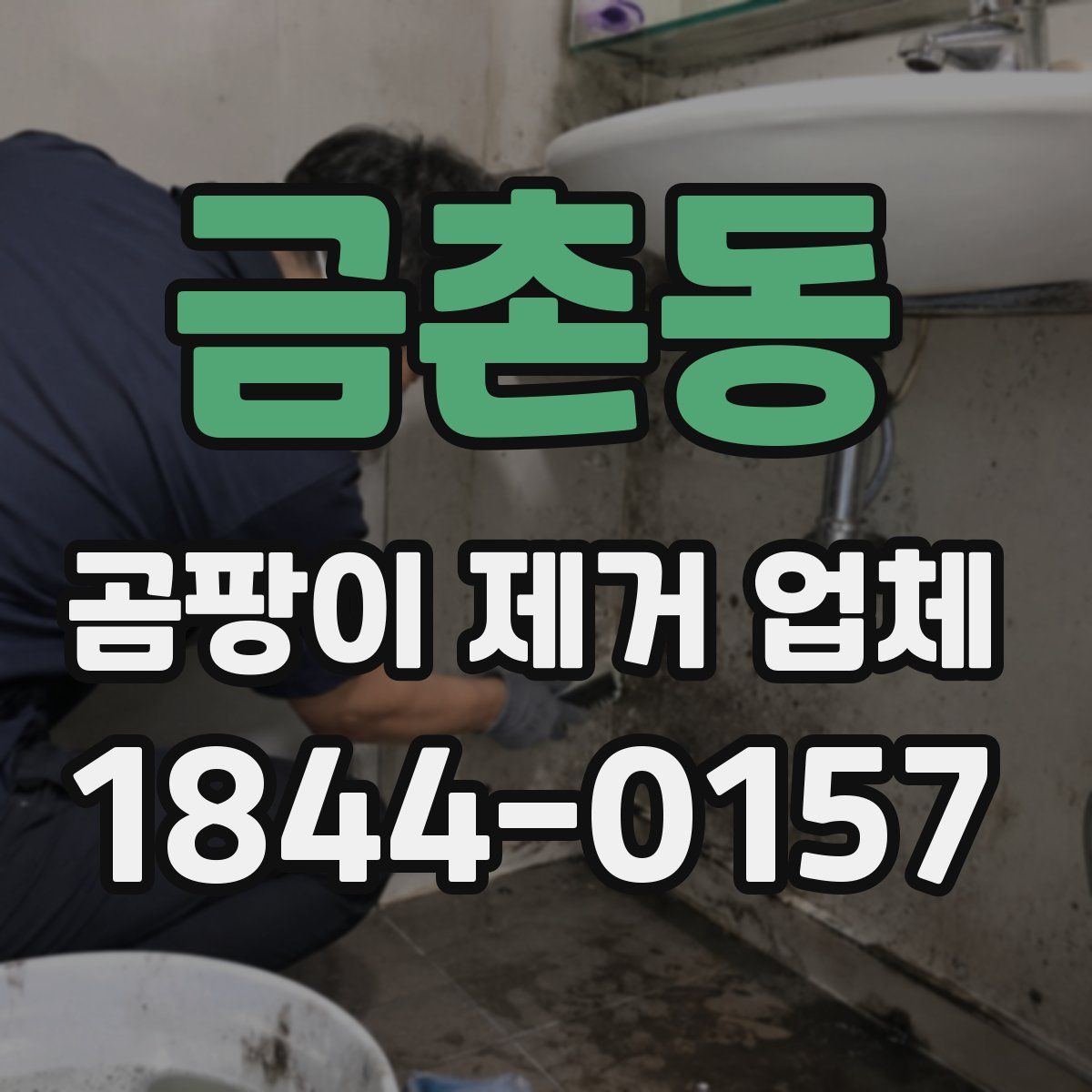 금촌동 곰팡이 제거 업체
