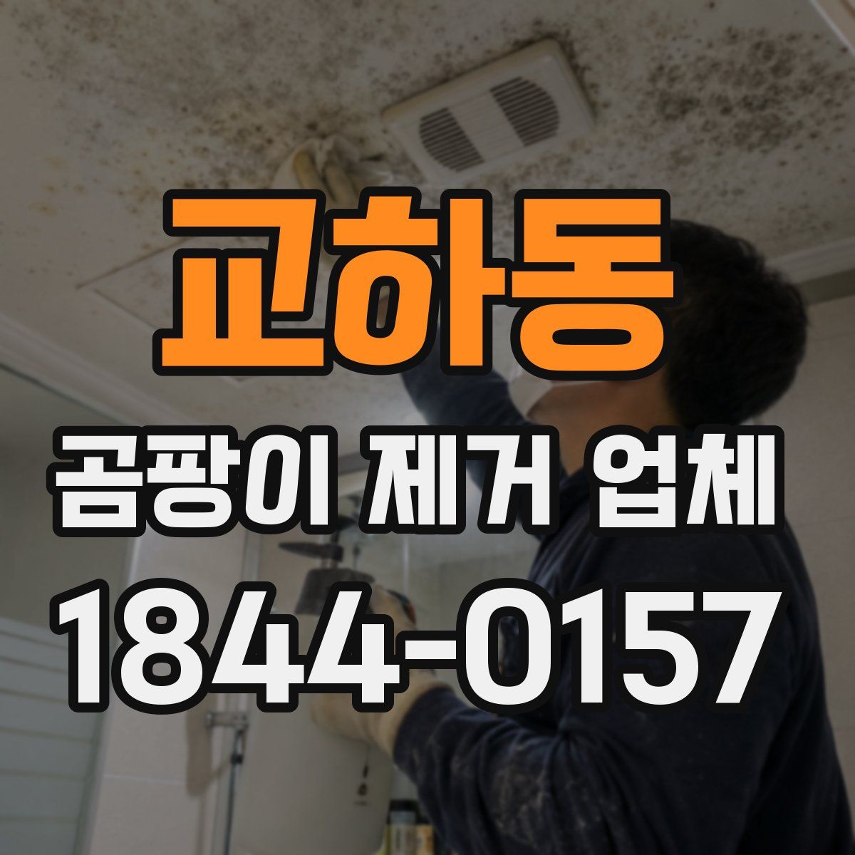 교하동 곰팡이 제거 업체