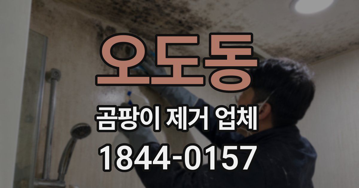 오도동 곰팡이 제거 업체