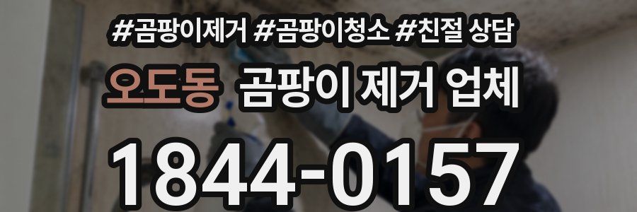 오도동 곰팡이 제거 업체