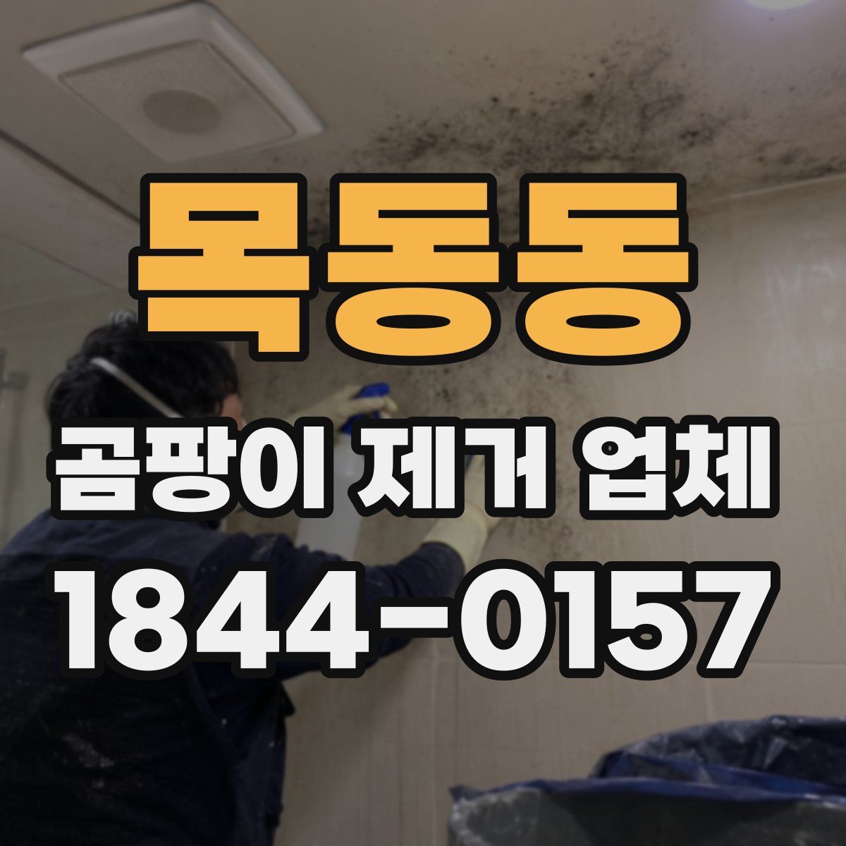 목동동 곰팡이 제거 업체