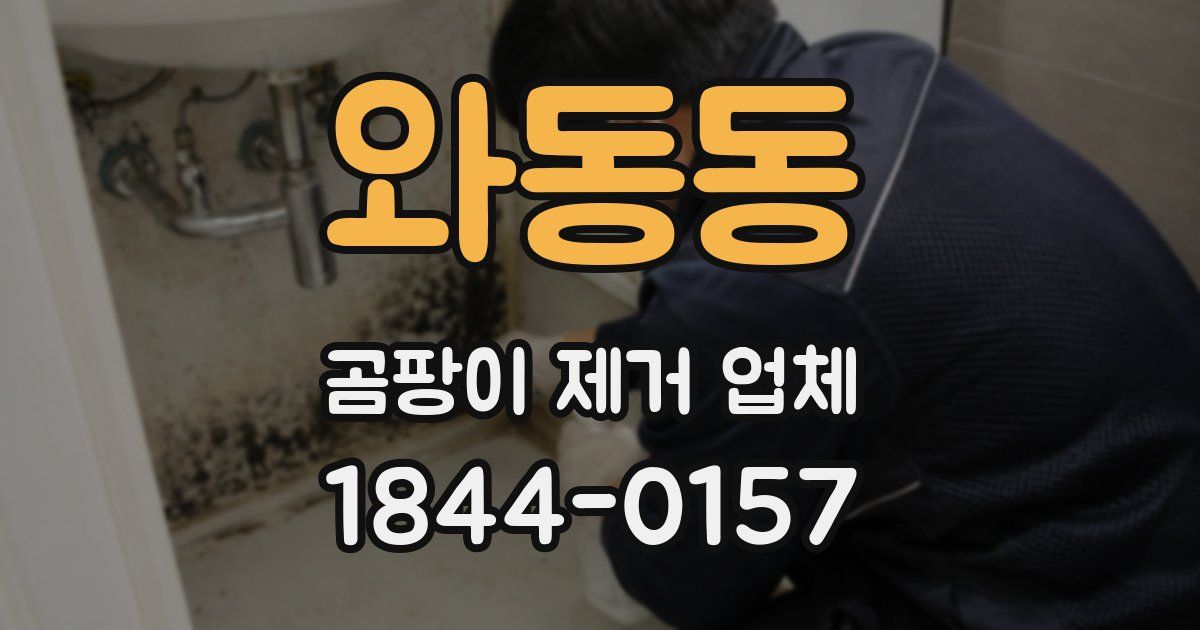 와동동 곰팡이 제거 업체