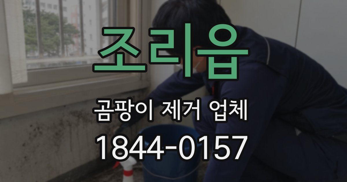 조리읍 곰팡이 제거 업체
