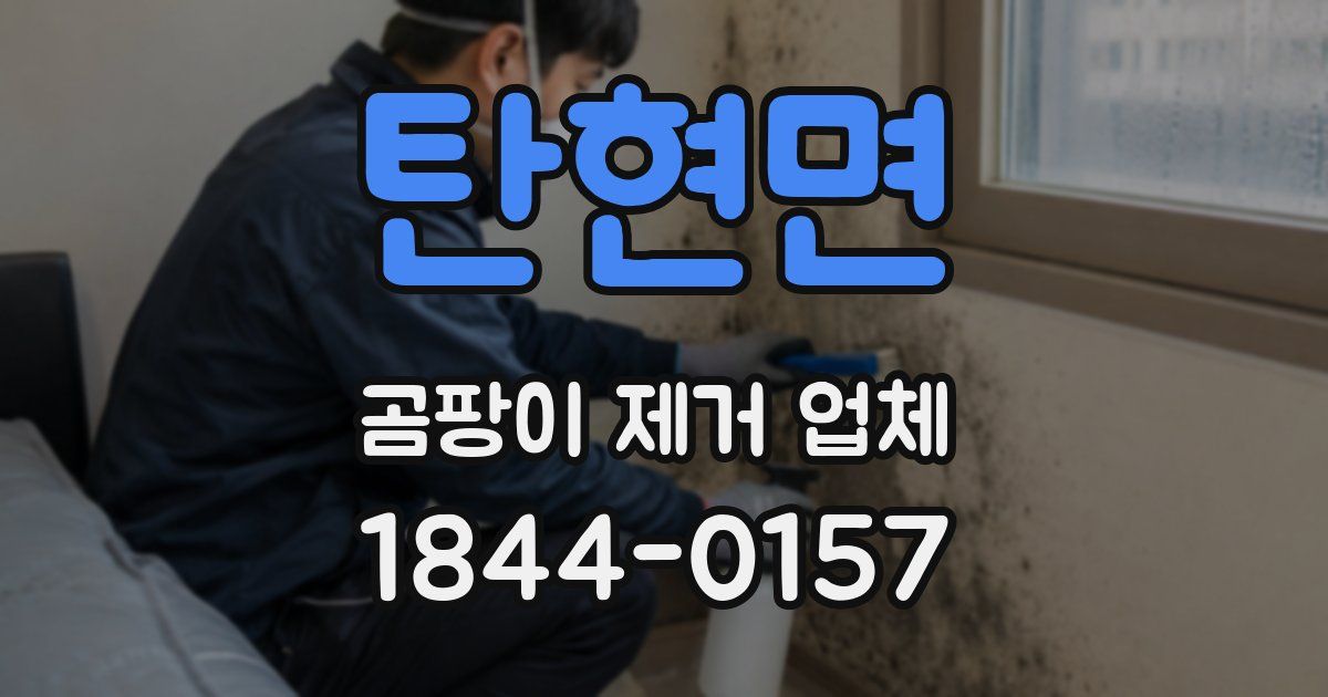 탄현면 곰팡이 제거 업체