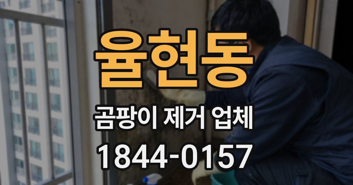 율현동 곰팡이 제거 업체