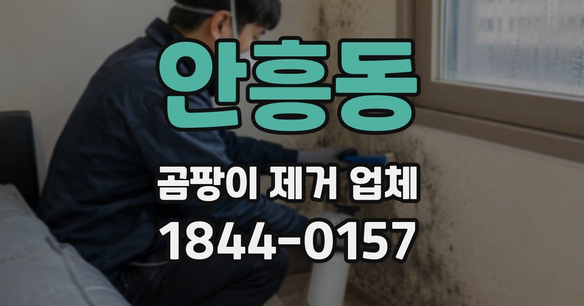 안흥동 곰팡이 제거 업체