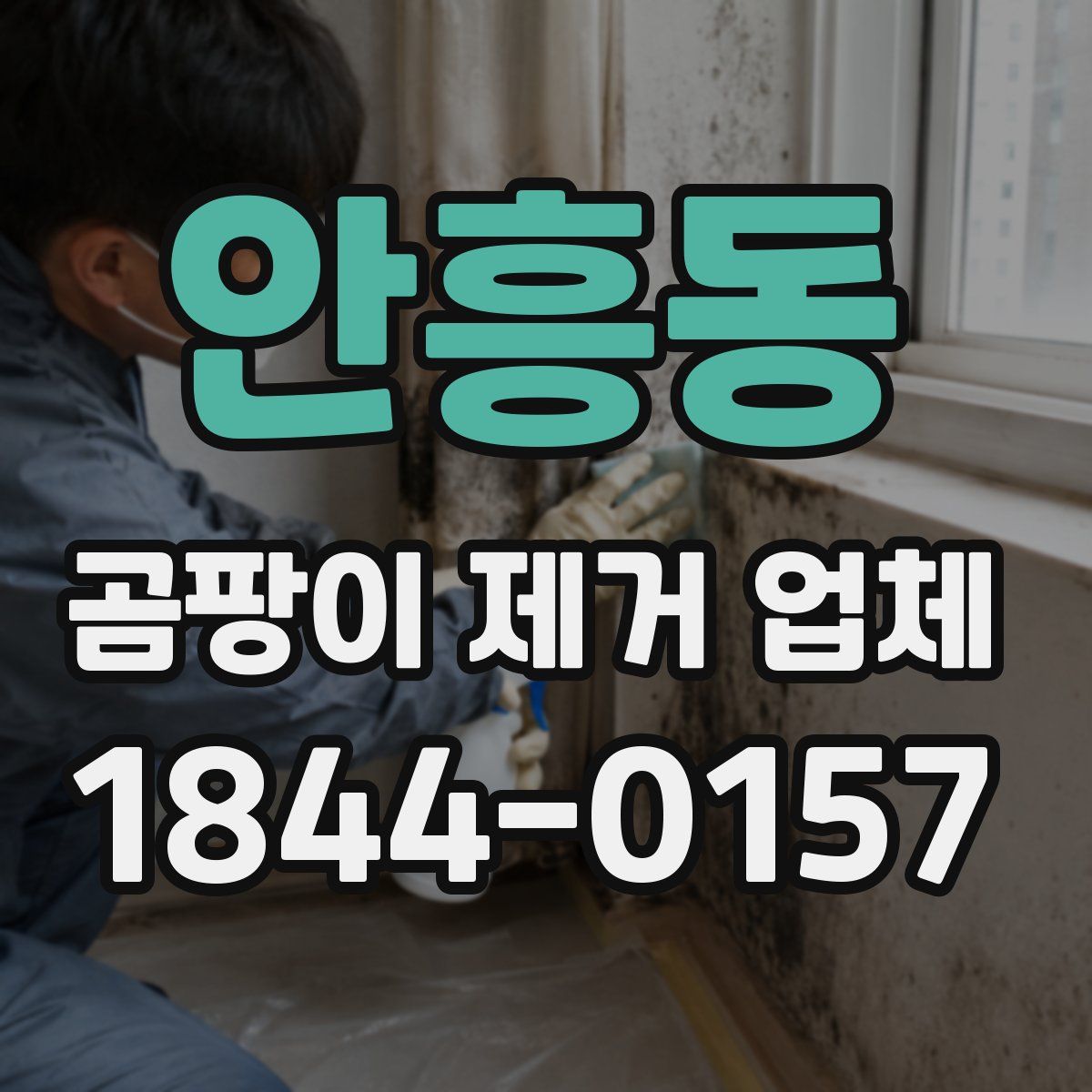 안흥동 곰팡이 제거 업체