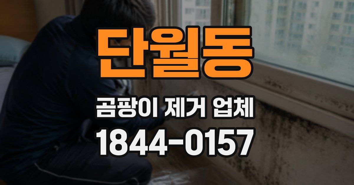 단월동 곰팡이 제거 업체