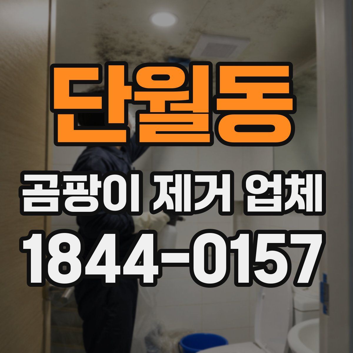 단월동 곰팡이 제거 업체