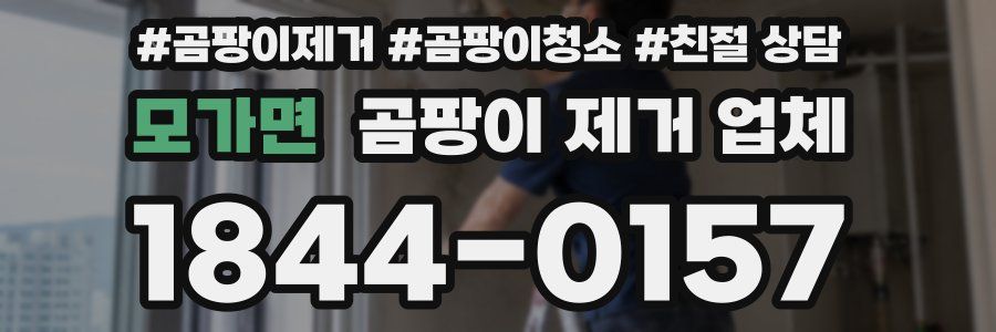 모가면 곰팡이 제거 업체