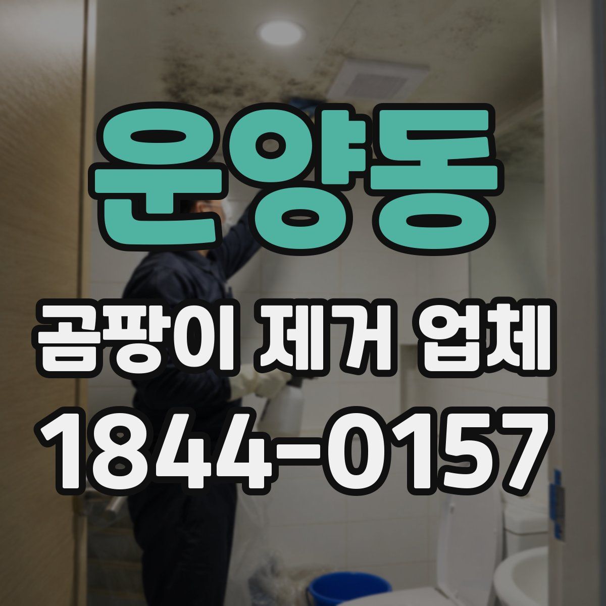 운양동 곰팡이 제거 업체