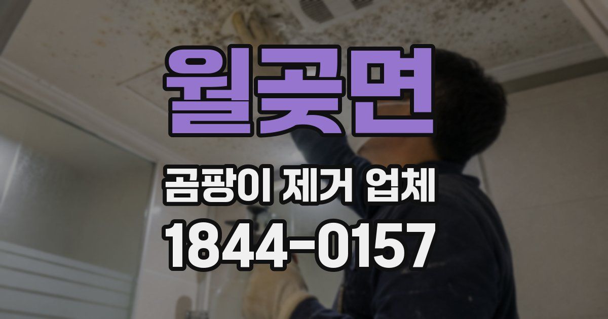월곶면 곰팡이 제거 업체