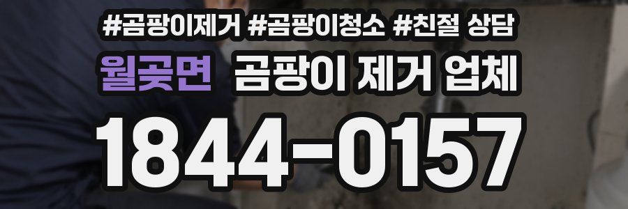 월곶면 곰팡이 제거 업체