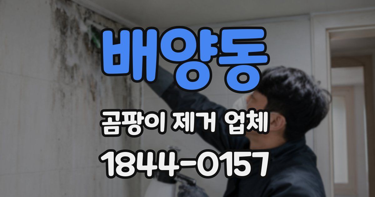배양동 곰팡이 제거 업체