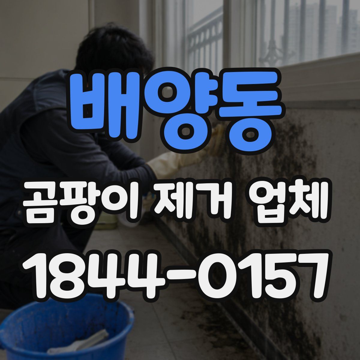 배양동 곰팡이 제거 업체