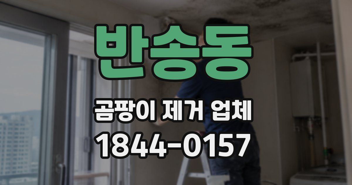 반송동 곰팡이 제거 업체