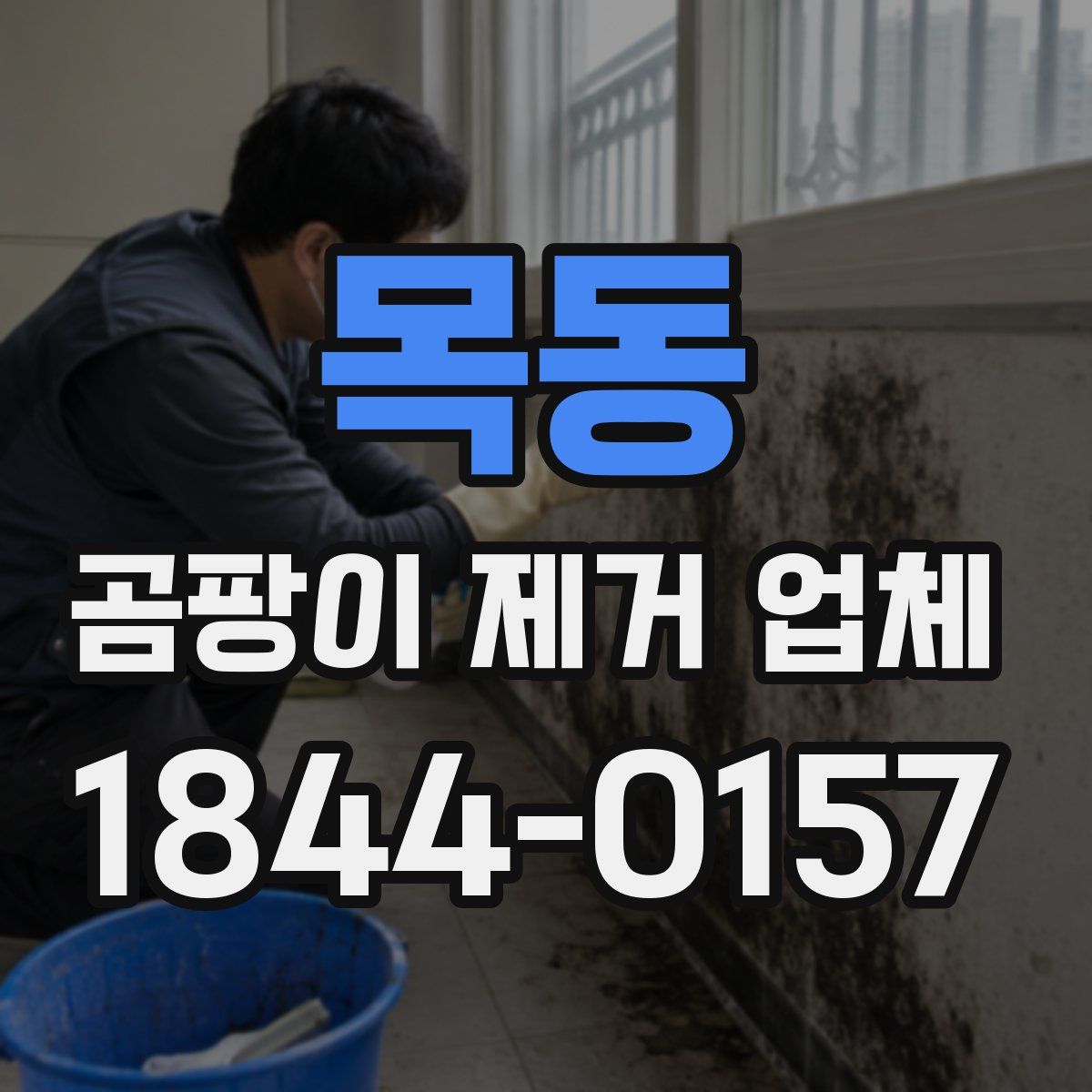 목동 곰팡이 제거 업체