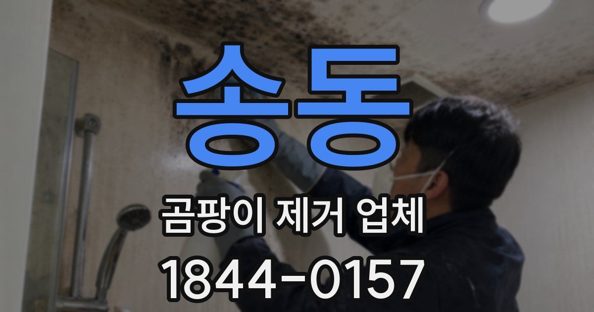 송동 곰팡이 제거 업체