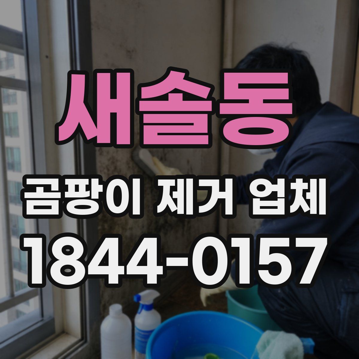 새솔동 곰팡이 제거 업체