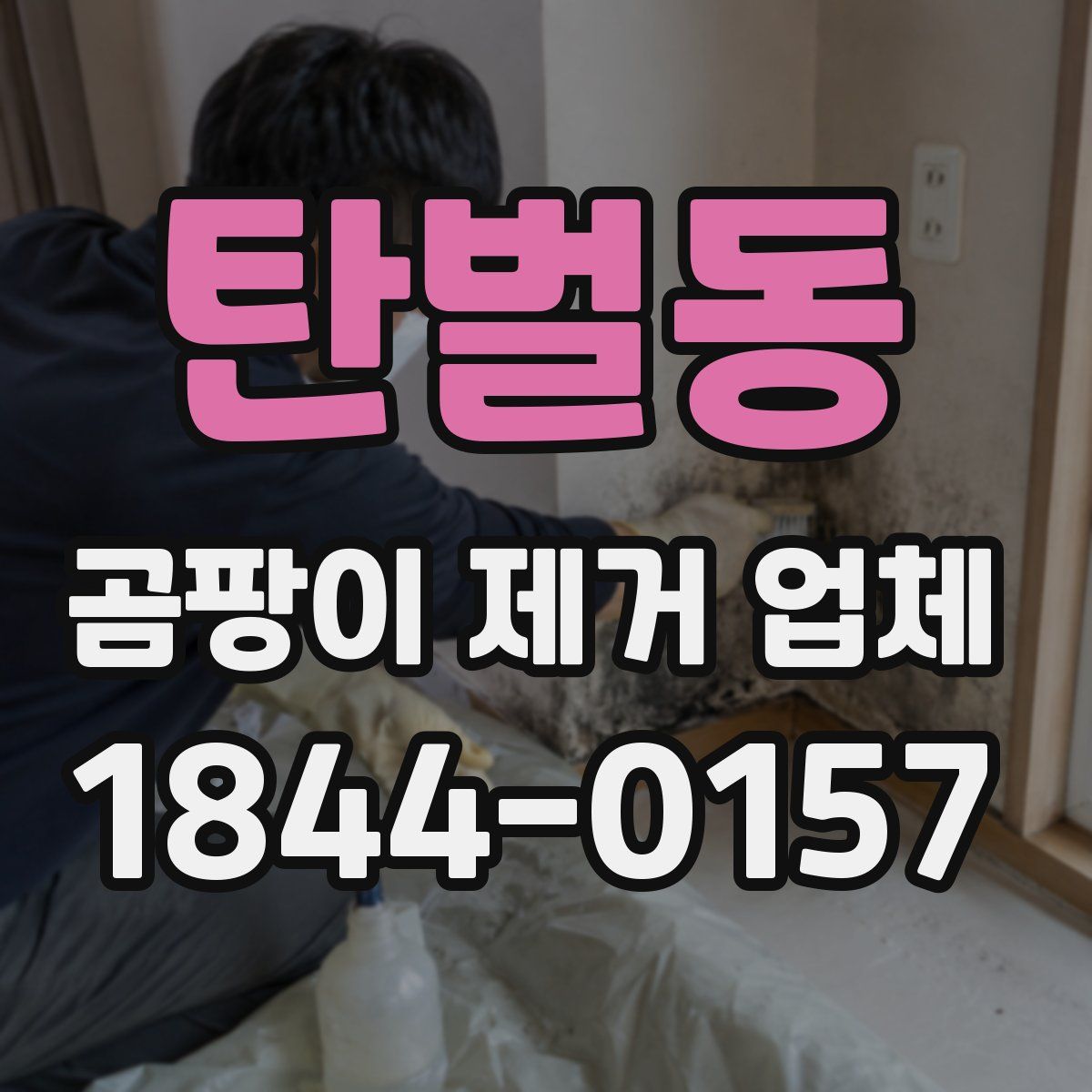 탄벌동 곰팡이 제거 업체