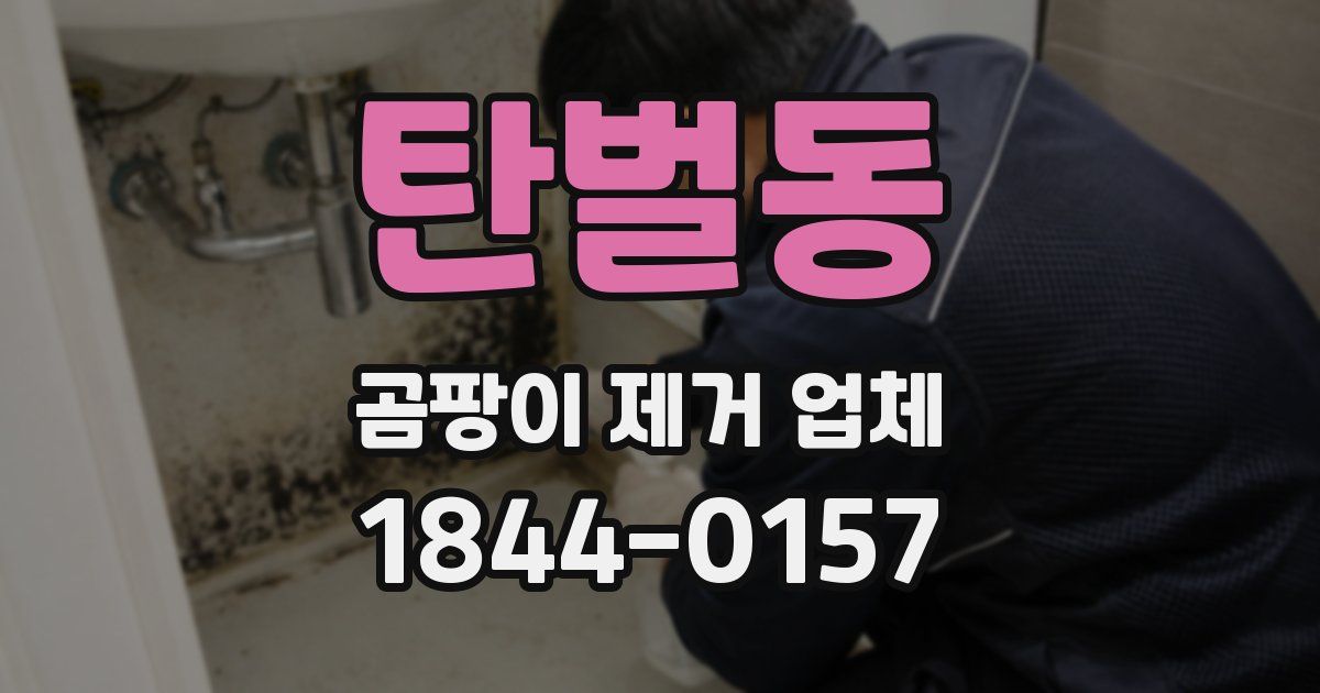 탄벌동 곰팡이 제거 업체