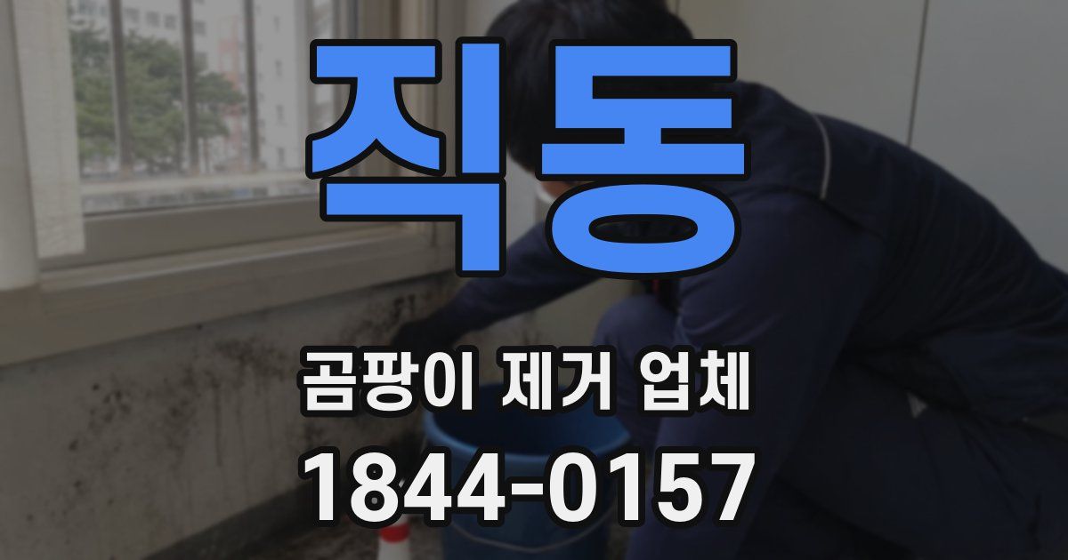 직동 곰팡이 제거 업체