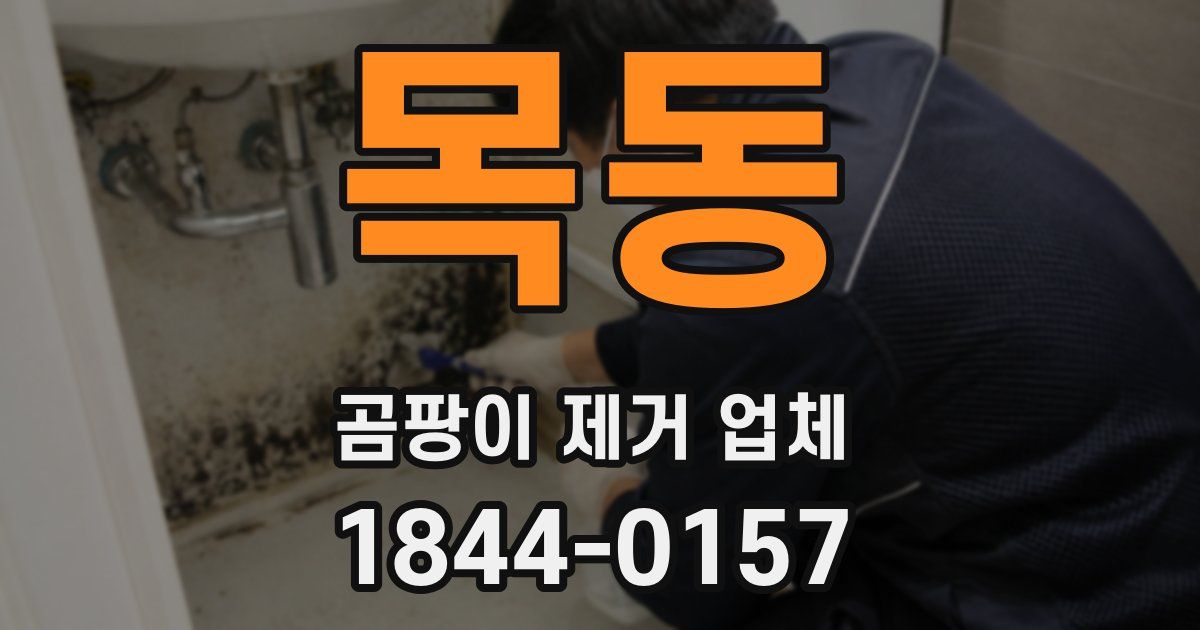목동 곰팡이 제거 업체