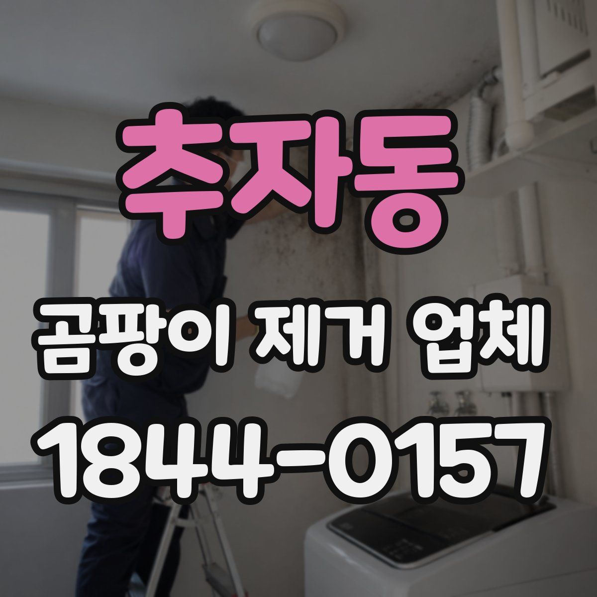 추자동 곰팡이 제거 업체