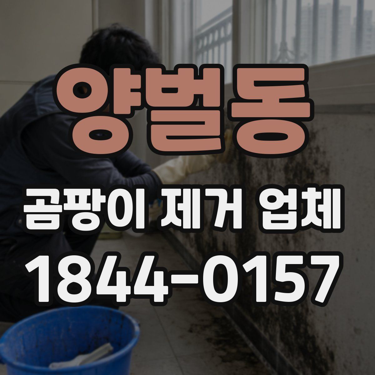양벌동 곰팡이 제거 업체