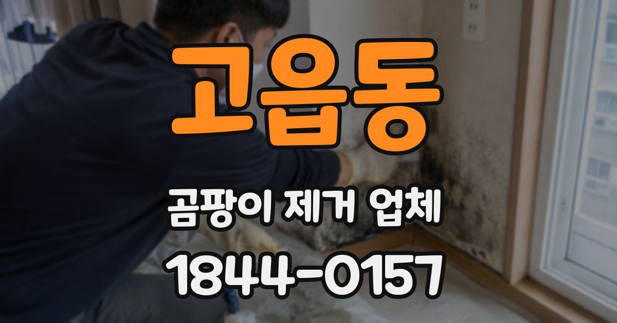 고읍동 곰팡이 제거 업체