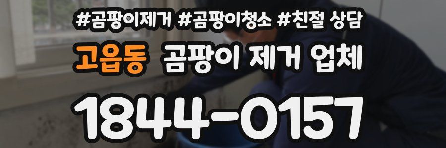 고읍동 곰팡이 제거 업체