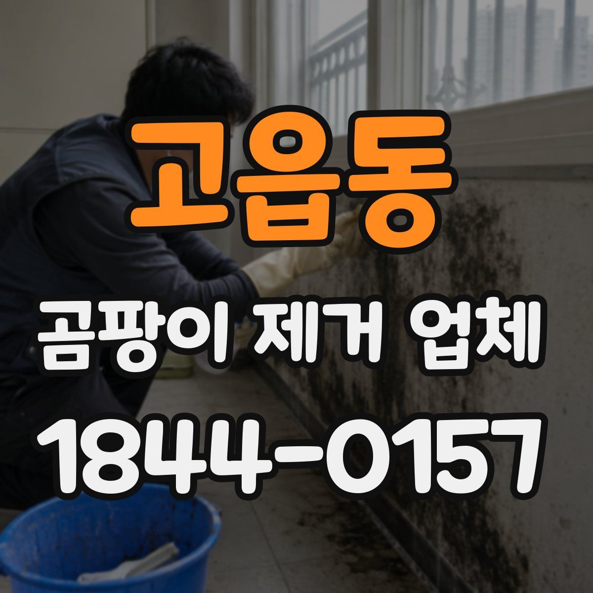 고읍동 곰팡이 제거 업체