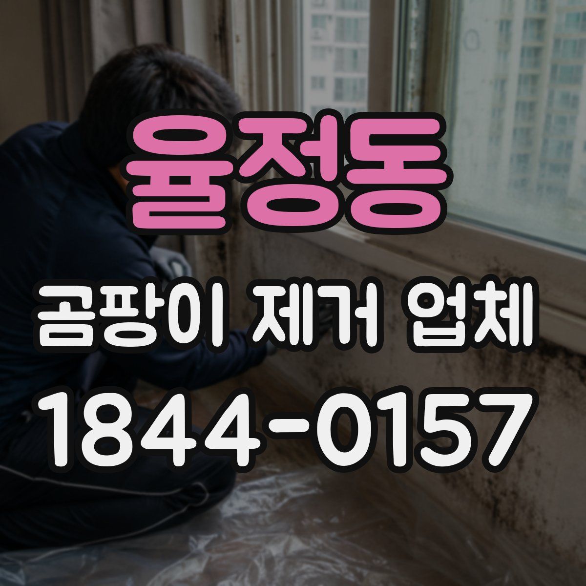 율정동 곰팡이 제거 업체