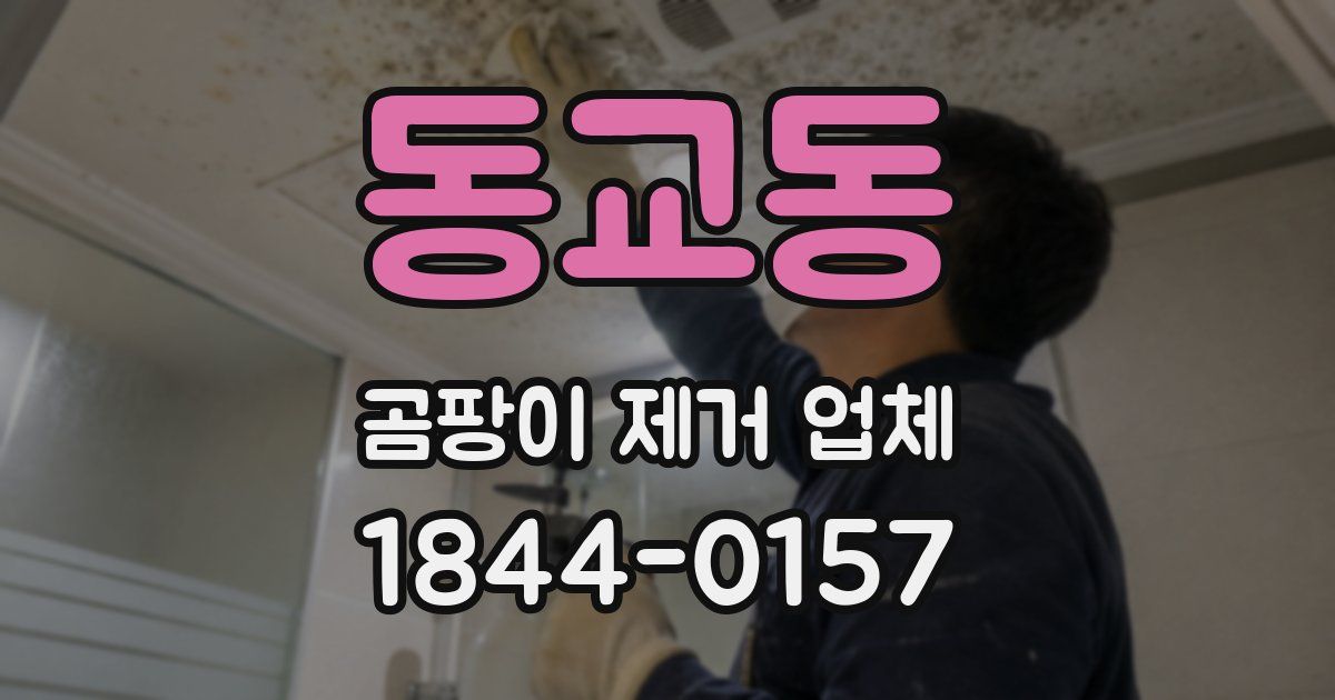 동교동 곰팡이 제거 업체