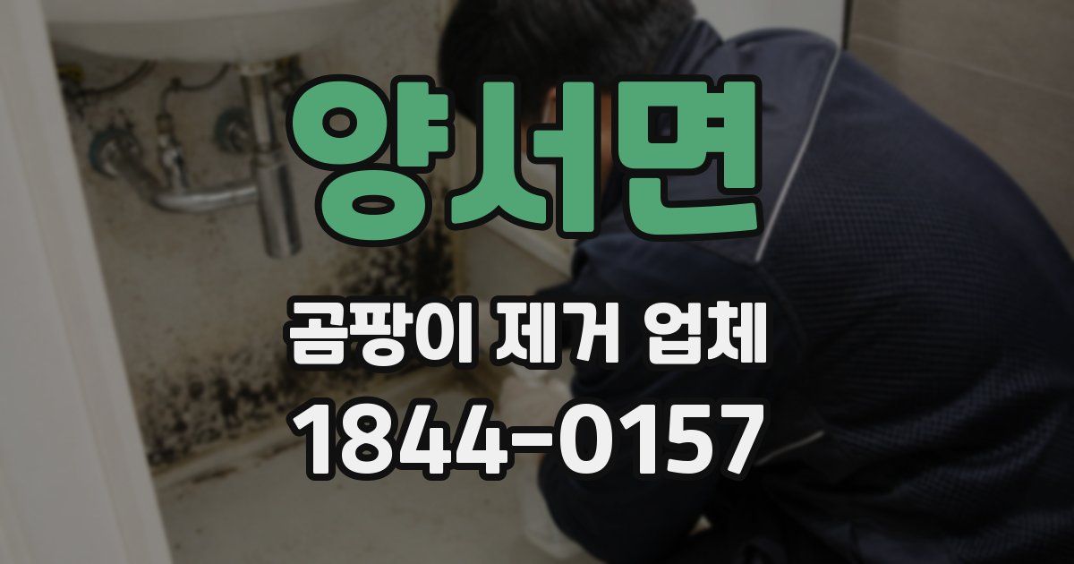 양서면 곰팡이 제거 업체