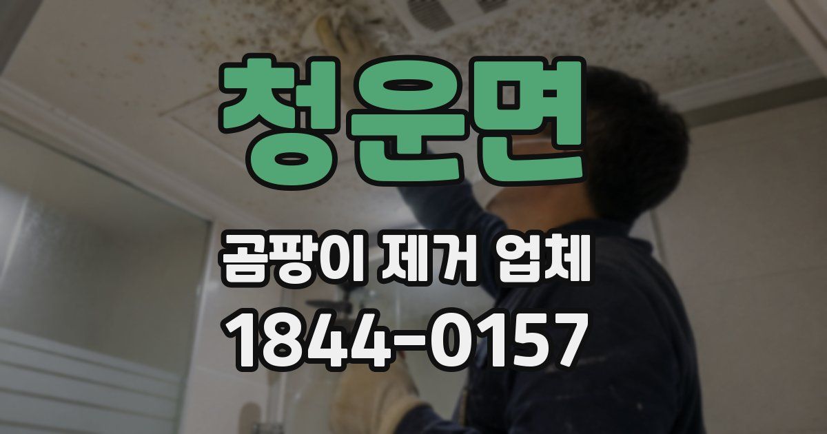 청운면 곰팡이 제거 업체