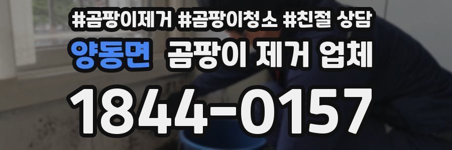 양동면 곰팡이 제거 업체