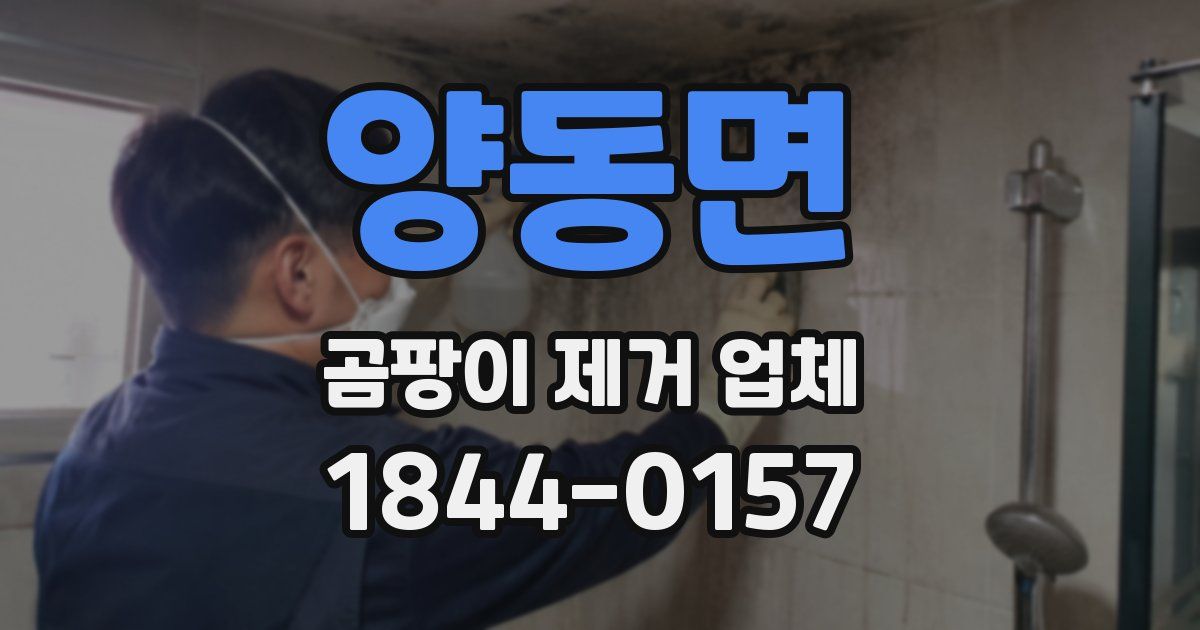 양동면 곰팡이 제거 업체