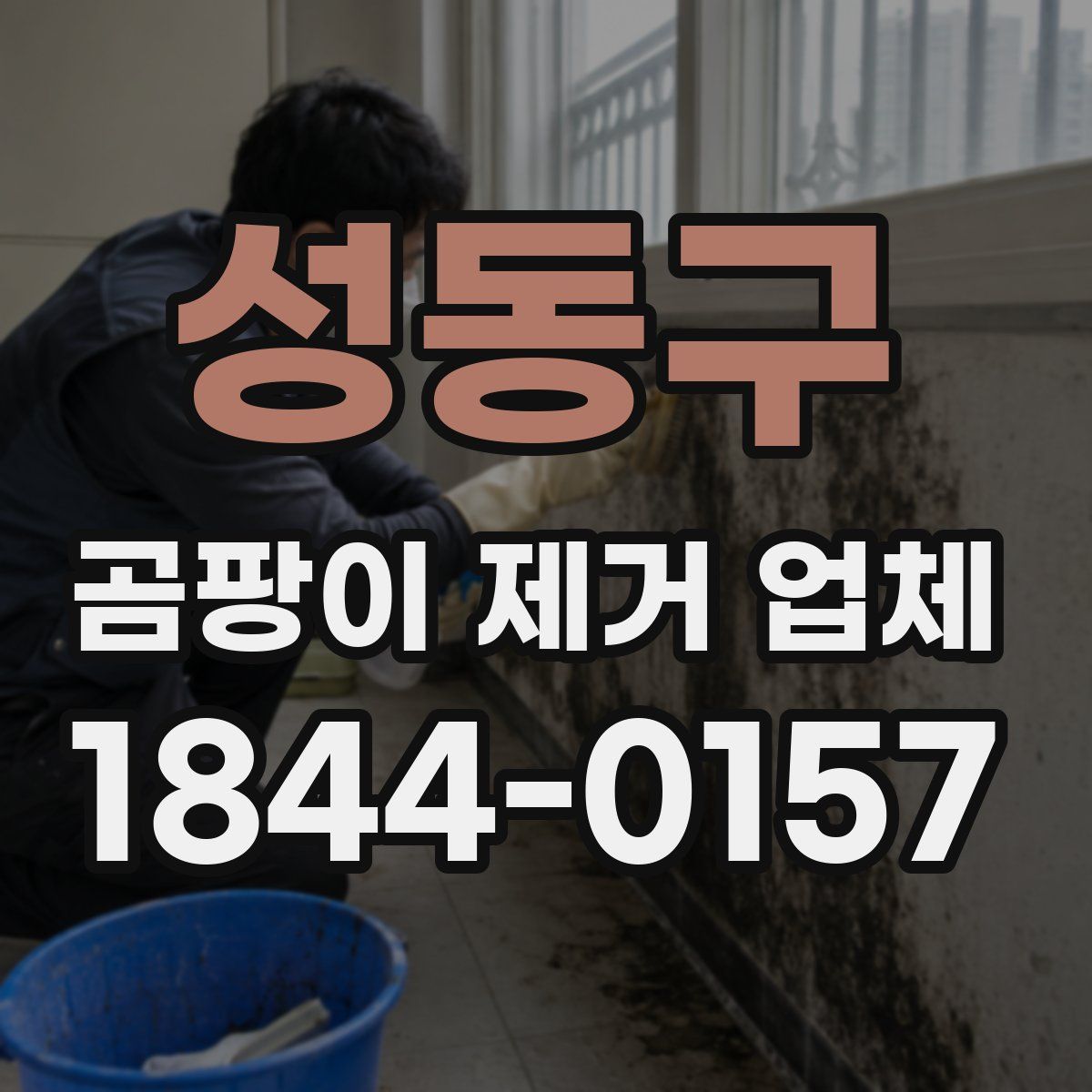 성동구 곰팡이 제거 업체
