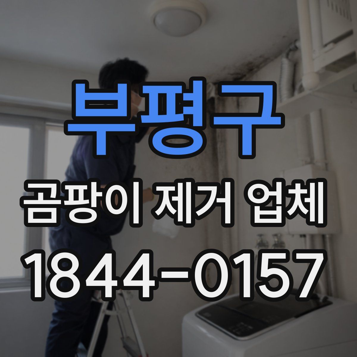 부평구 곰팡이 제거 업체